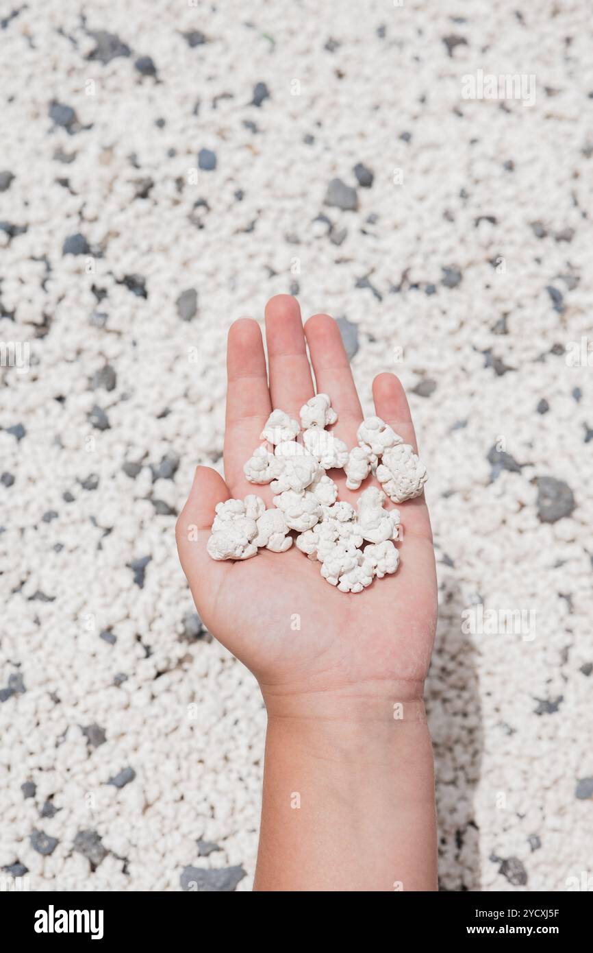 La main présente des coraux distincts en forme de pop-corn de la célèbre plage de Popcorn, Bajo de la Burra, à Fuerteventura, Espagne ce phénomène naturel rare d Banque D'Images