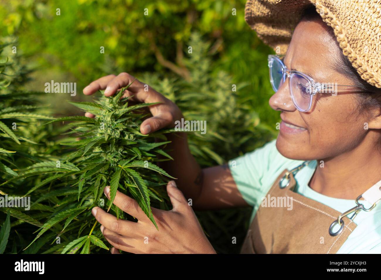 Une femme jardinière dans un chapeau de paille taille une plante de cannabis dans une ferme en plein air, en se concentrant sur la promotion d'une croissance saine et de la floraison pendant l'été She meticu Banque D'Images