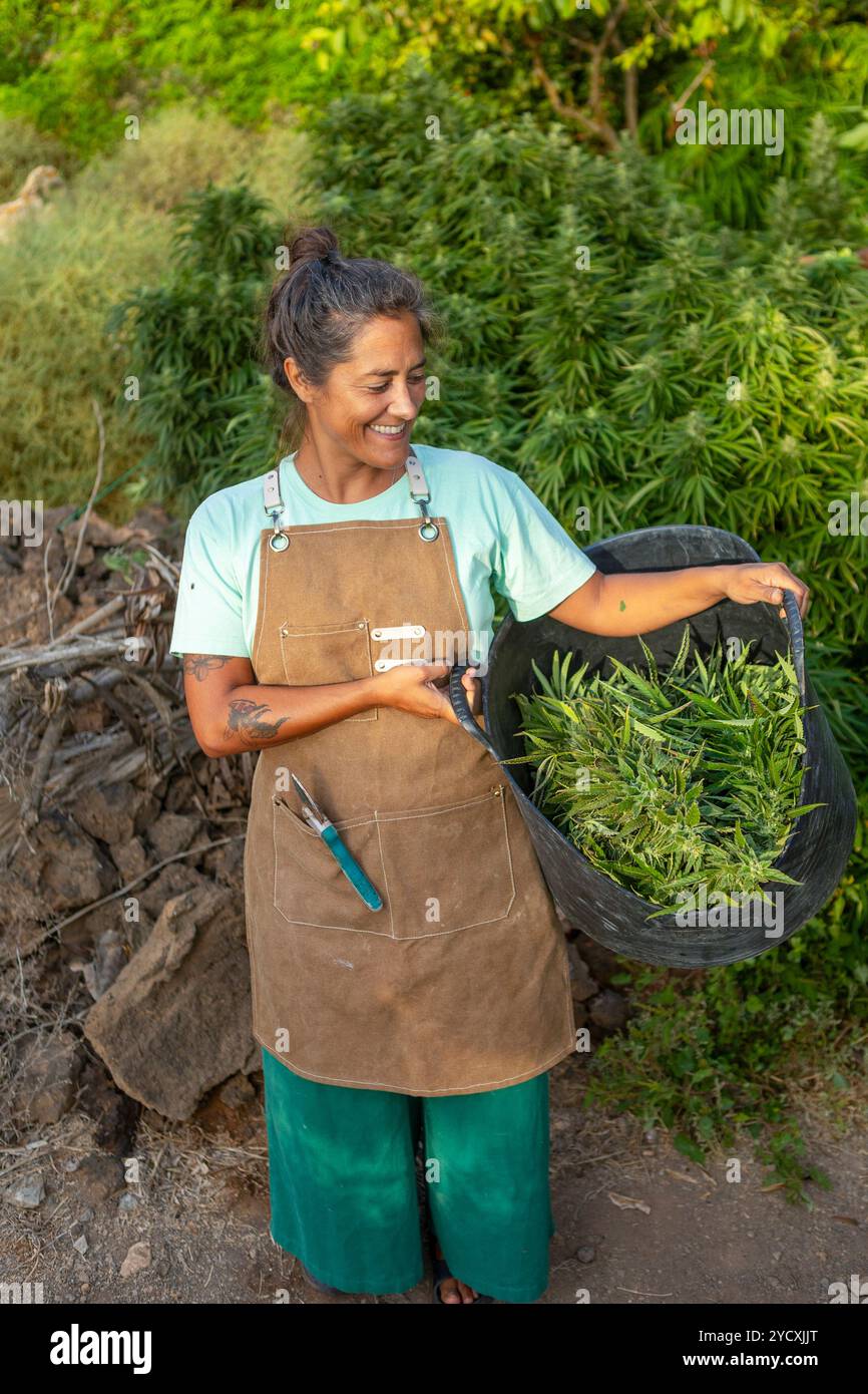 Une agricultrice de cannabis heureuse se tient parmi des plantes luxuriantes, tenant un récipient de cannabis fraîchement taillé, illustrant son rôle actif dans la culture et la culture Banque D'Images