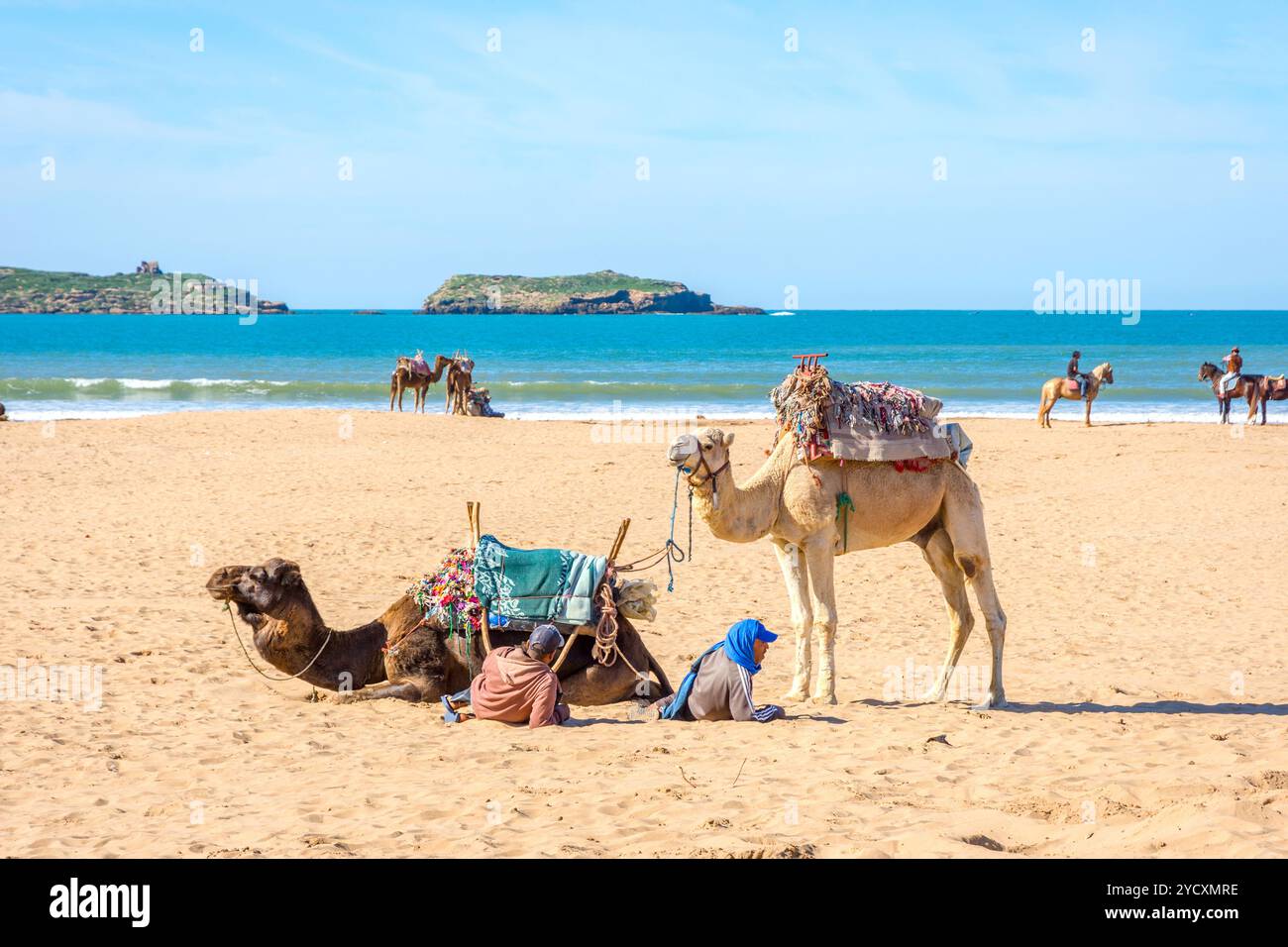 Chameaux sur la plage d'Essaouira Banque D'Images