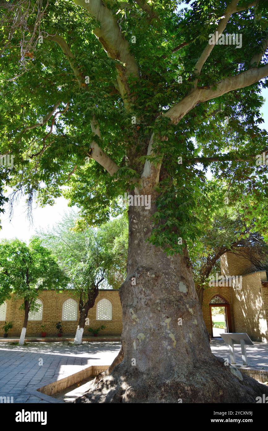 Shahrisabz, Ouzbékistan. Arbre chinar vieux de 600 ans dans la cour de la mosquée Dorus-Saodat. Platanus orientalis Banque D'Images