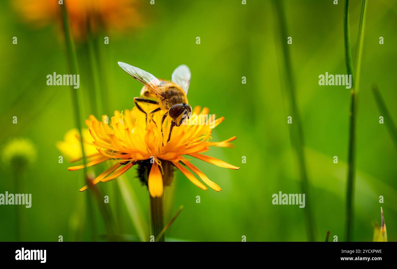 Wasp recueille de nectar de fleur crepis alpina Banque D'Images