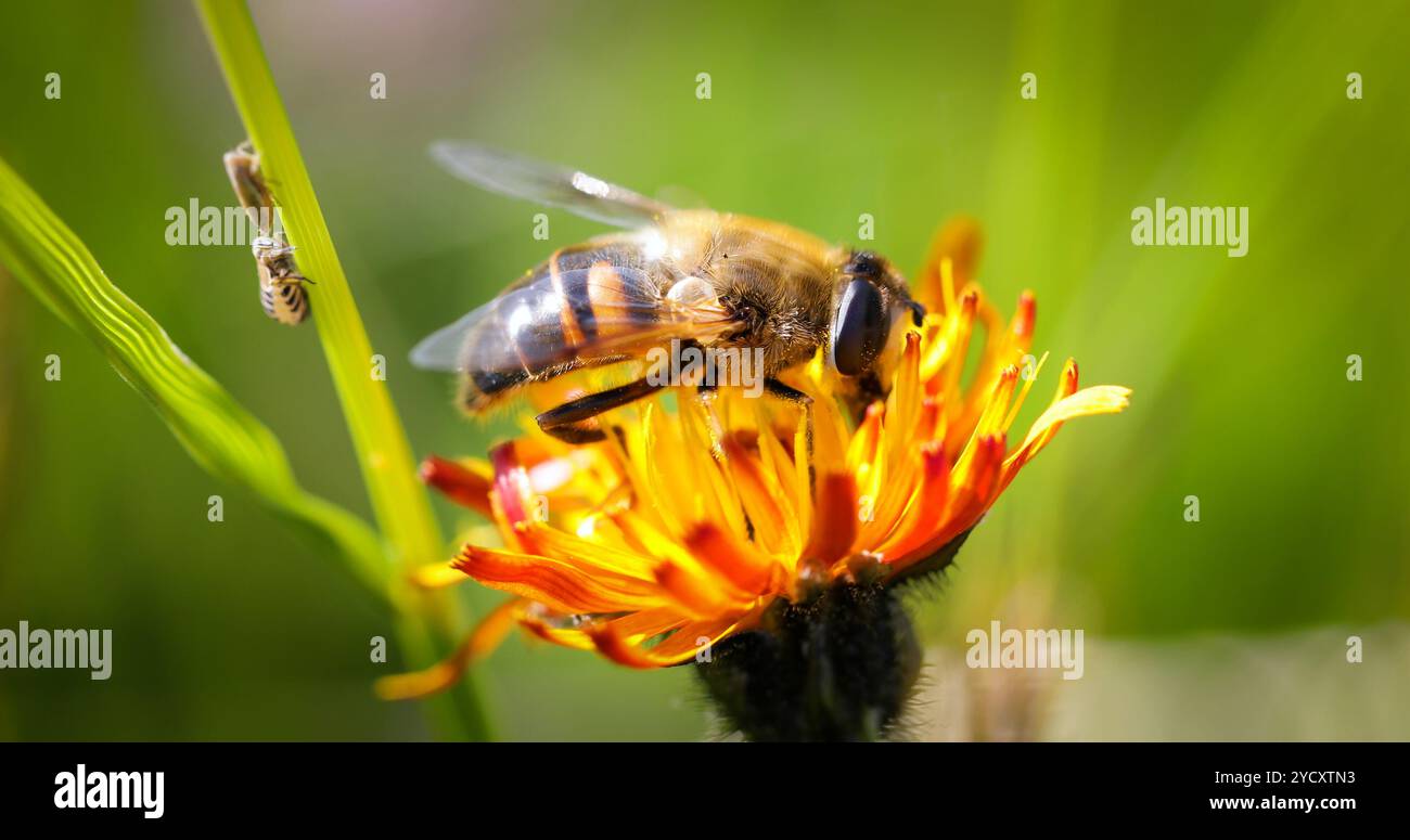 Wasp recueille de nectar de fleur crepis alpina Banque D'Images
