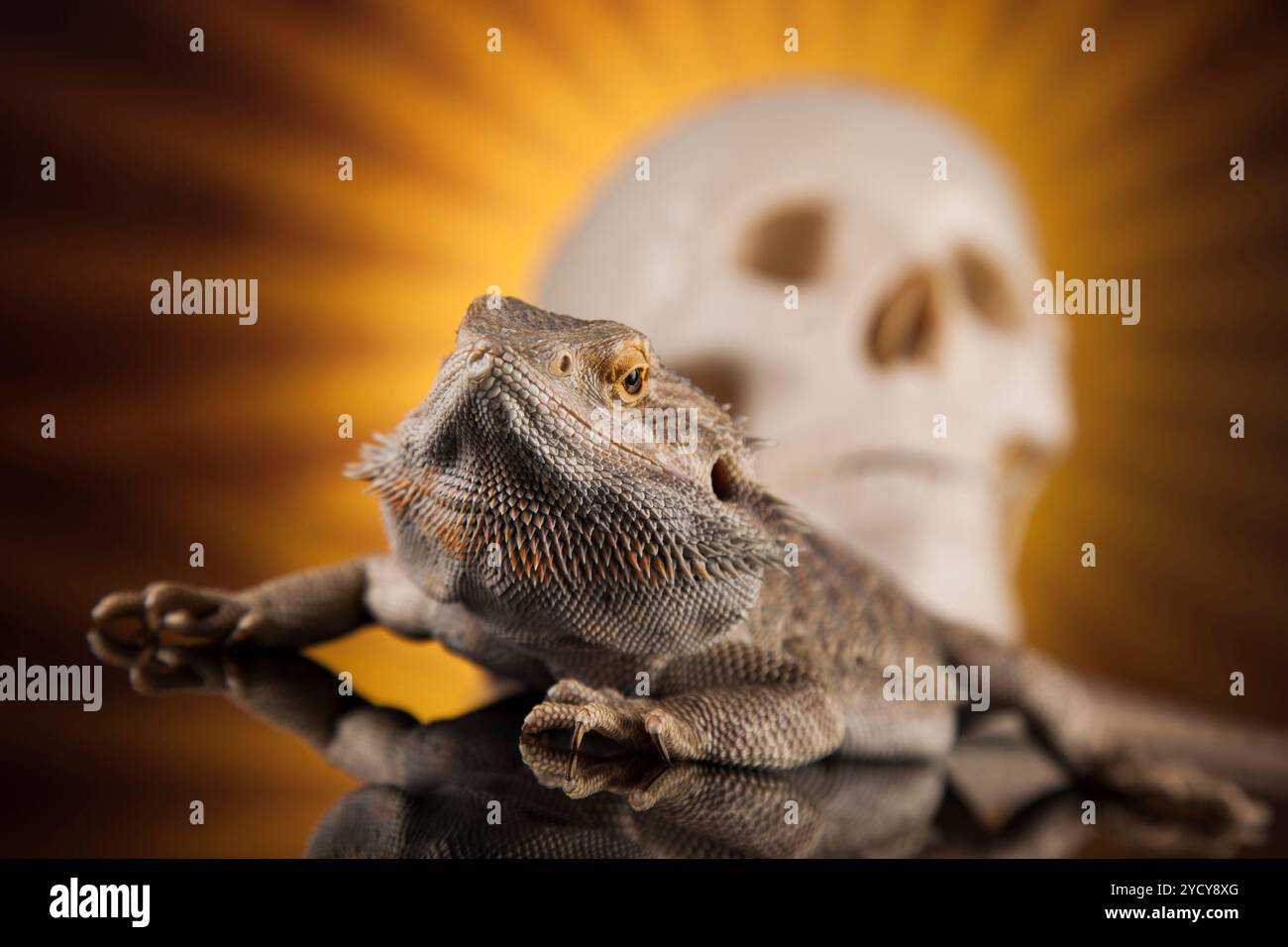 Crâne, barbu, Agama lizard background Banque D'Images