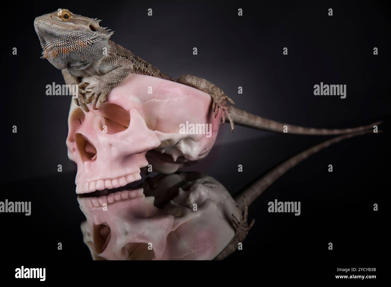Crâne, barbu, Agama lizard background Banque D'Images