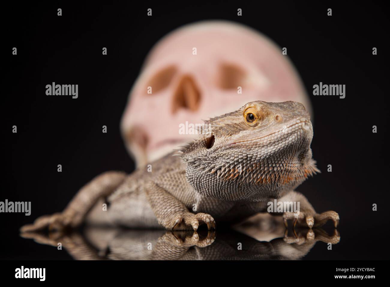 Crâne humain,barbu Agama lizard, contexte Banque D'Images
