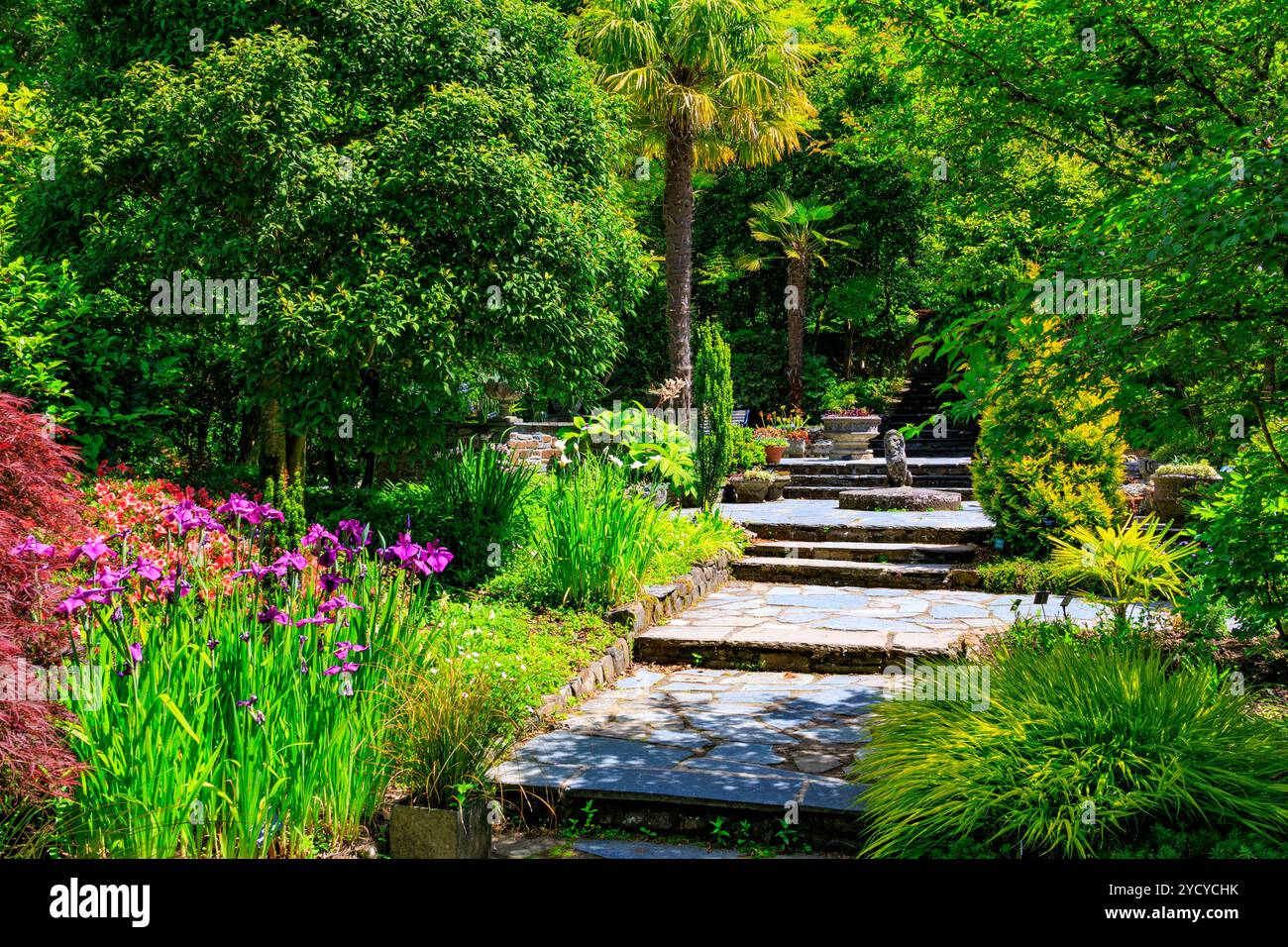 Un mélange coloré de fleurs et feuillage dans le jardin de pierres à la RHS Garden Rosemoor, Devon, England, UK Banque D'Images
