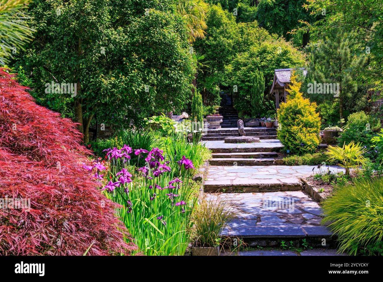 Un mélange coloré de fleurs et feuillage dans le jardin de pierres à la RHS Garden Rosemoor, Devon, England, UK Banque D'Images