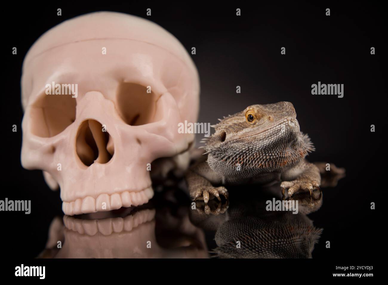 Crâne, barbu, Agama lizard background Banque D'Images