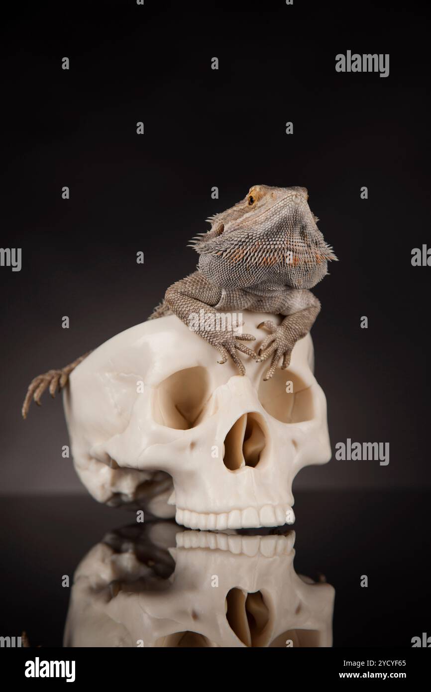 Crâne, barbu, Agama lizard background Banque D'Images