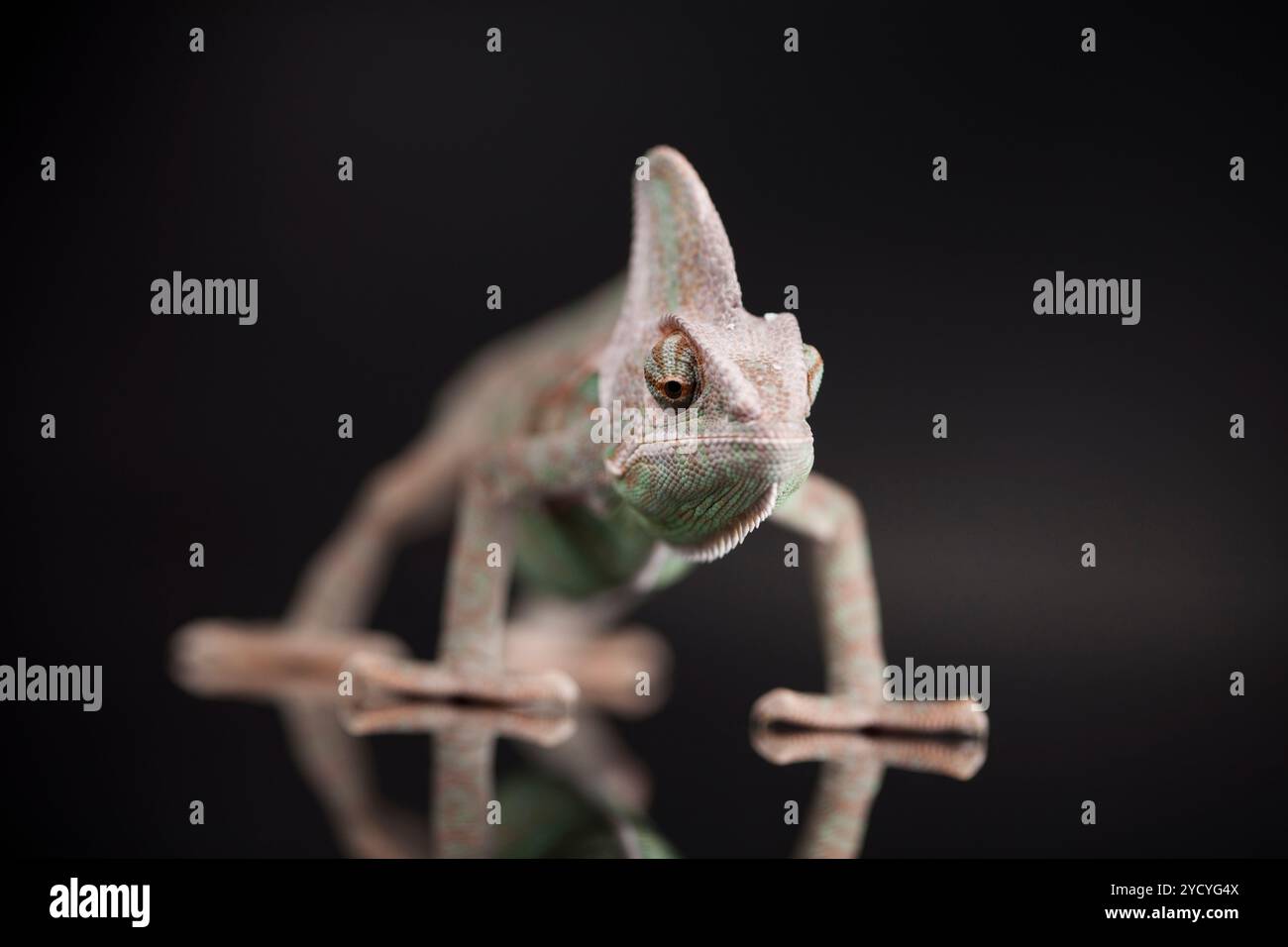 Lézard caméléon sur fond noir Banque D'Images