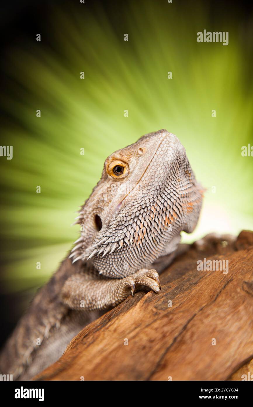 Lézard Agama, Dragon noir sur fond miroir Banque D'Images