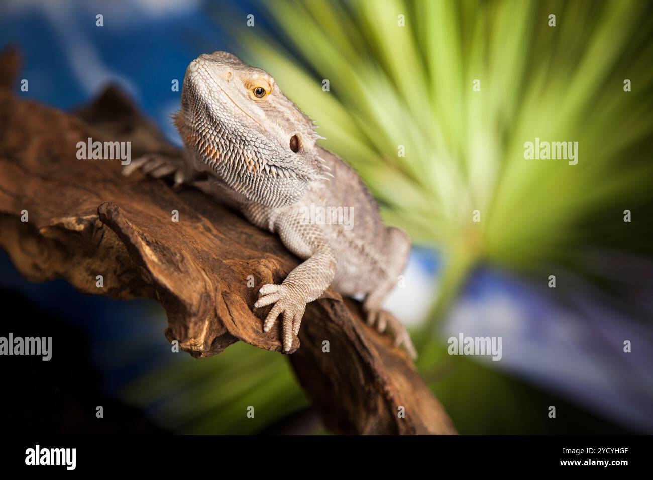 Lézard Agama, Dragon noir sur fond miroir Banque D'Images