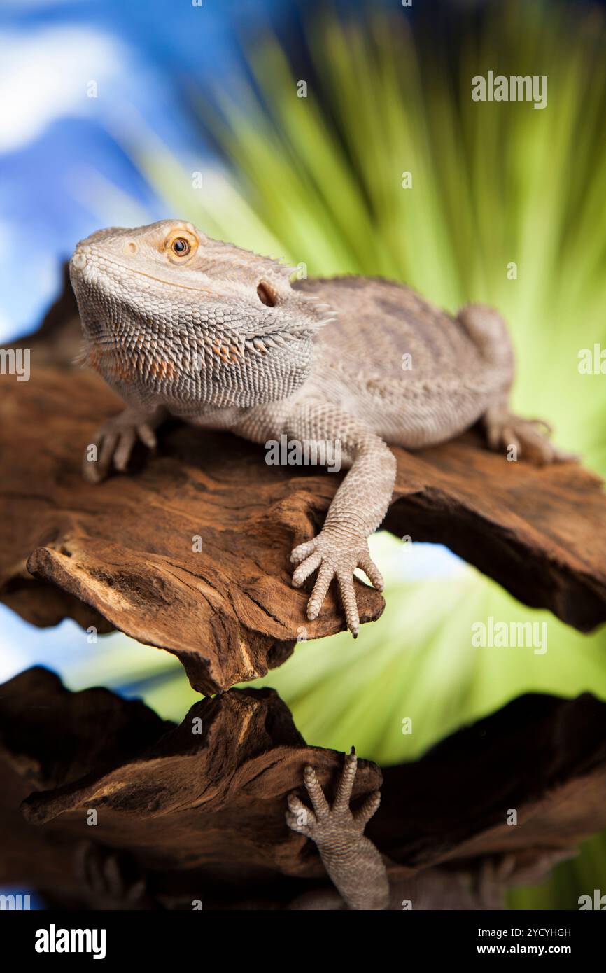 Lézard Agama, Dragon noir sur fond miroir Banque D'Images