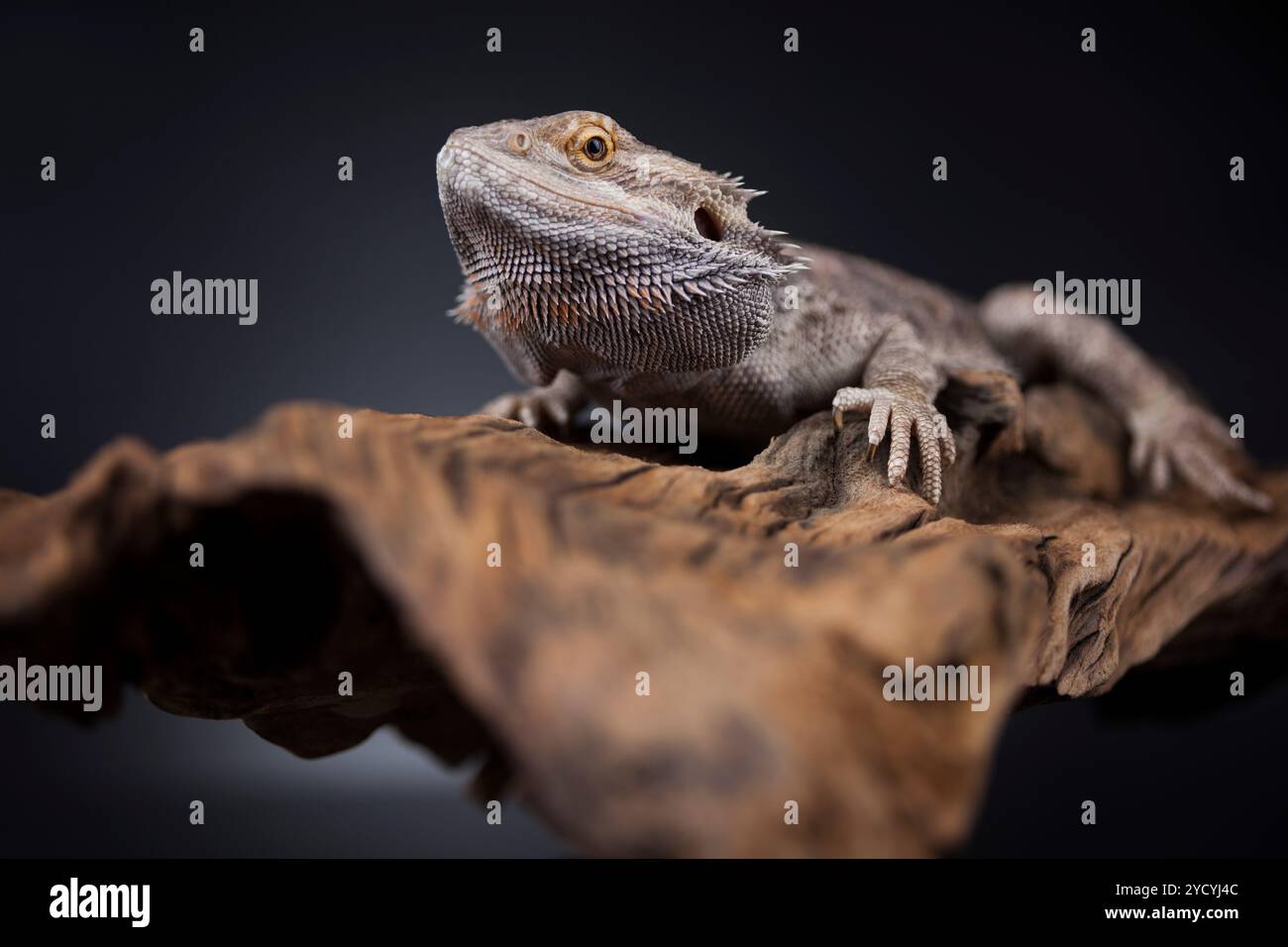 Lézard Agama, Dragon noir sur fond miroir Banque D'Images