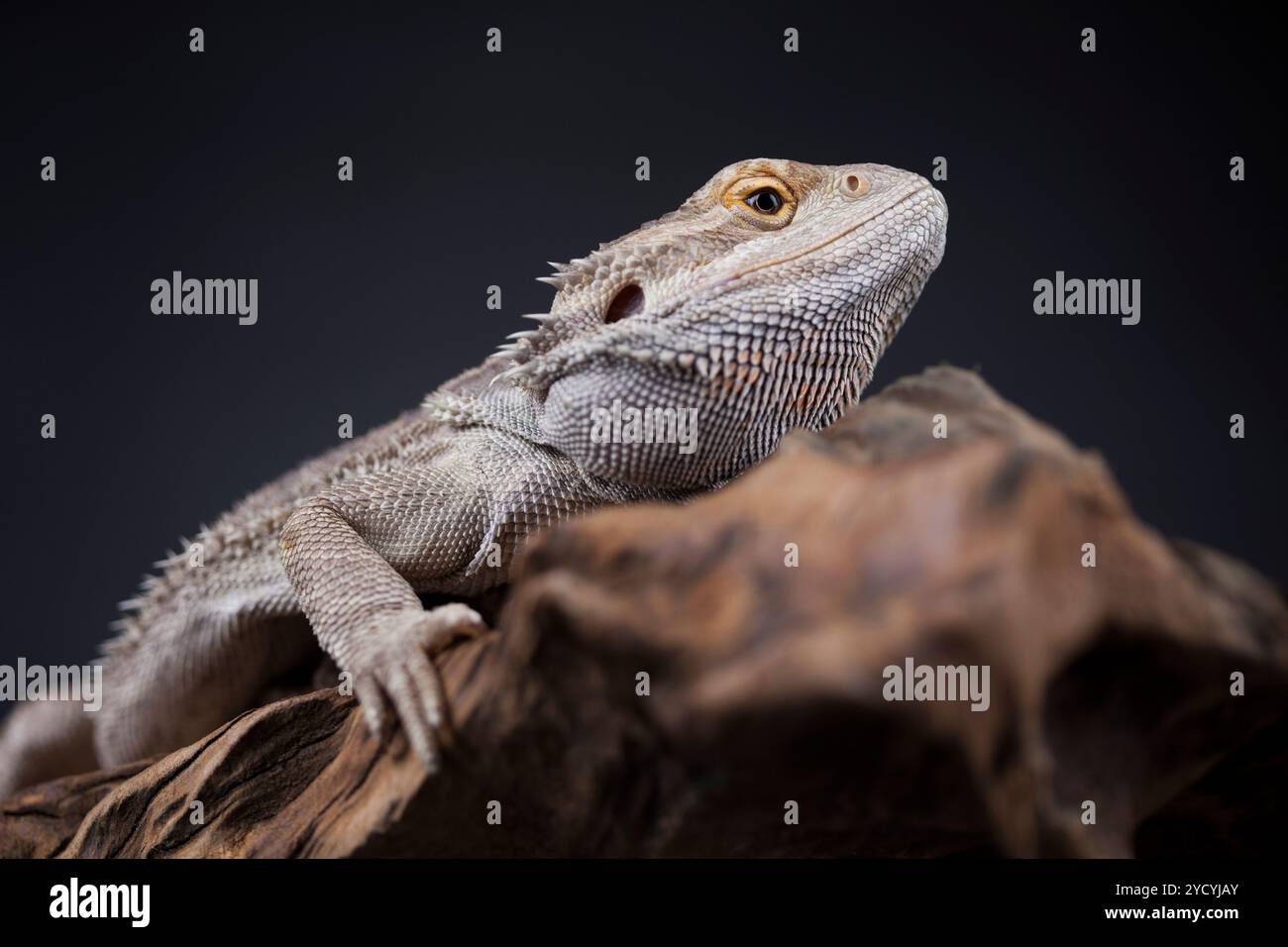 Agama barbu, animal sur fond noir, des reptiles Banque D'Images