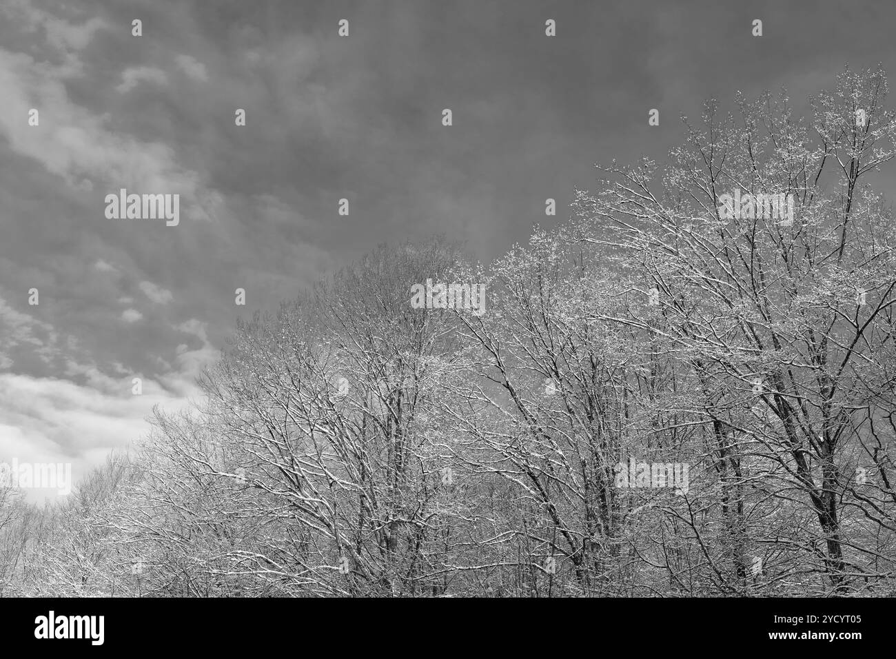 Arbres à feuilles caduques givrée dans la forêt enneigée en hiver, dans le ciel bleu Banque D'Images