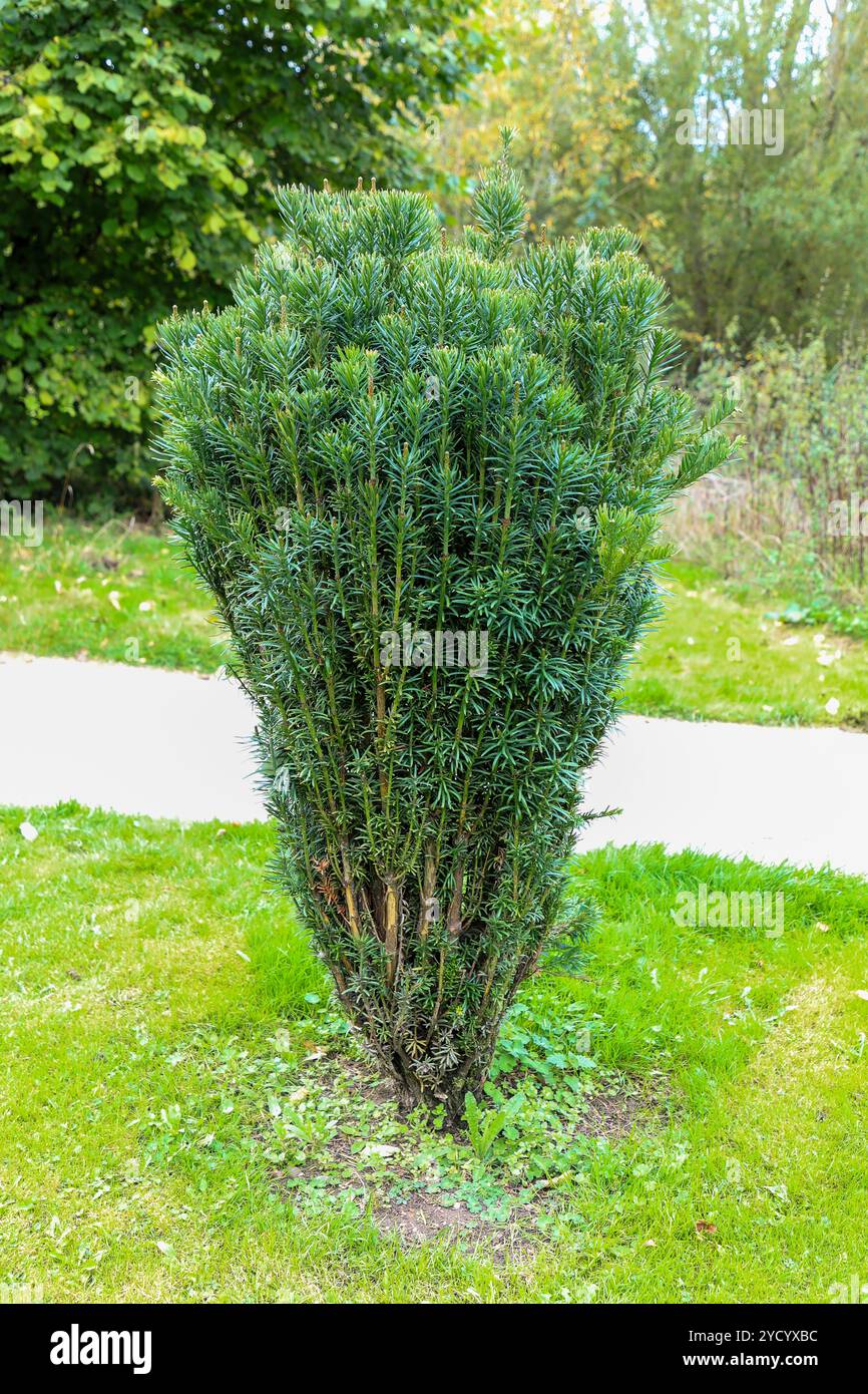 Yew de prune du Japon, (Cephalotaxus harringtonii), Yew tree de conifère, Angleterre, Royaume-Uni Banque D'Images