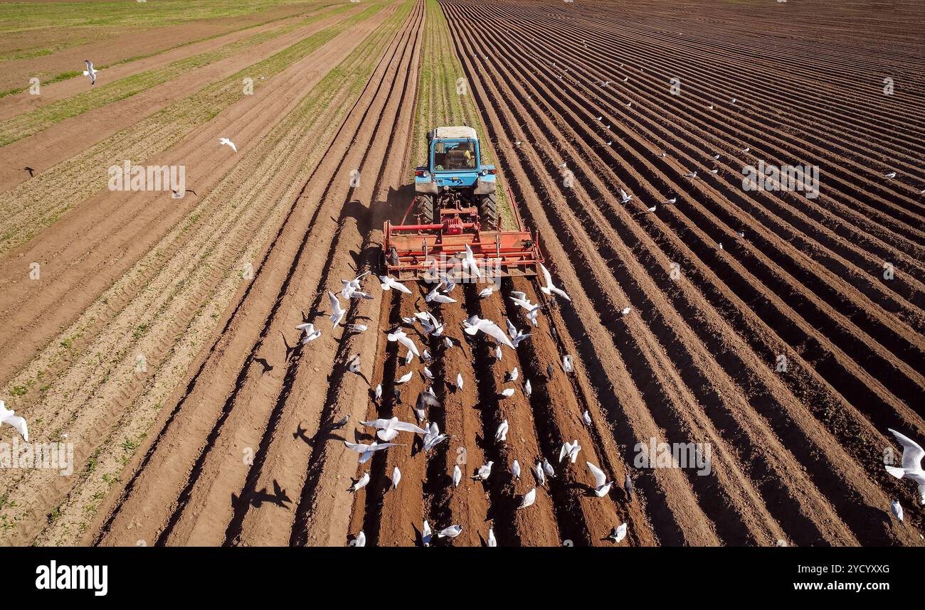 Les travaux agricoles sur un tracteur agriculteur sème le grain. Les oiseaux affamés sont battant derrière le tracteur, et manger le grain de la terre arable. Banque D'Images