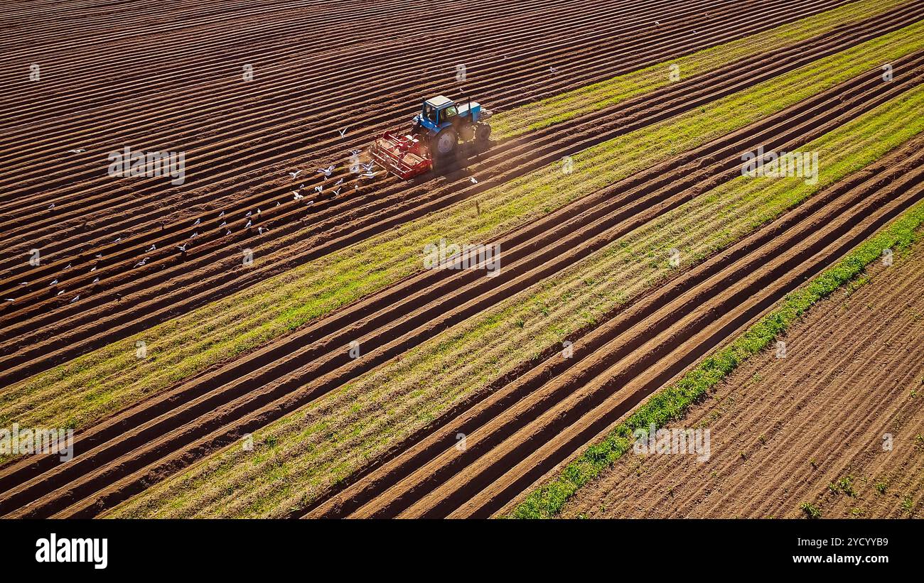 Travail agricole sur un tracteur cultivateur seme du grain. Les oiseaux affamés volent derrière le tracteur et mangent du grain des terres arables Banque D'Images