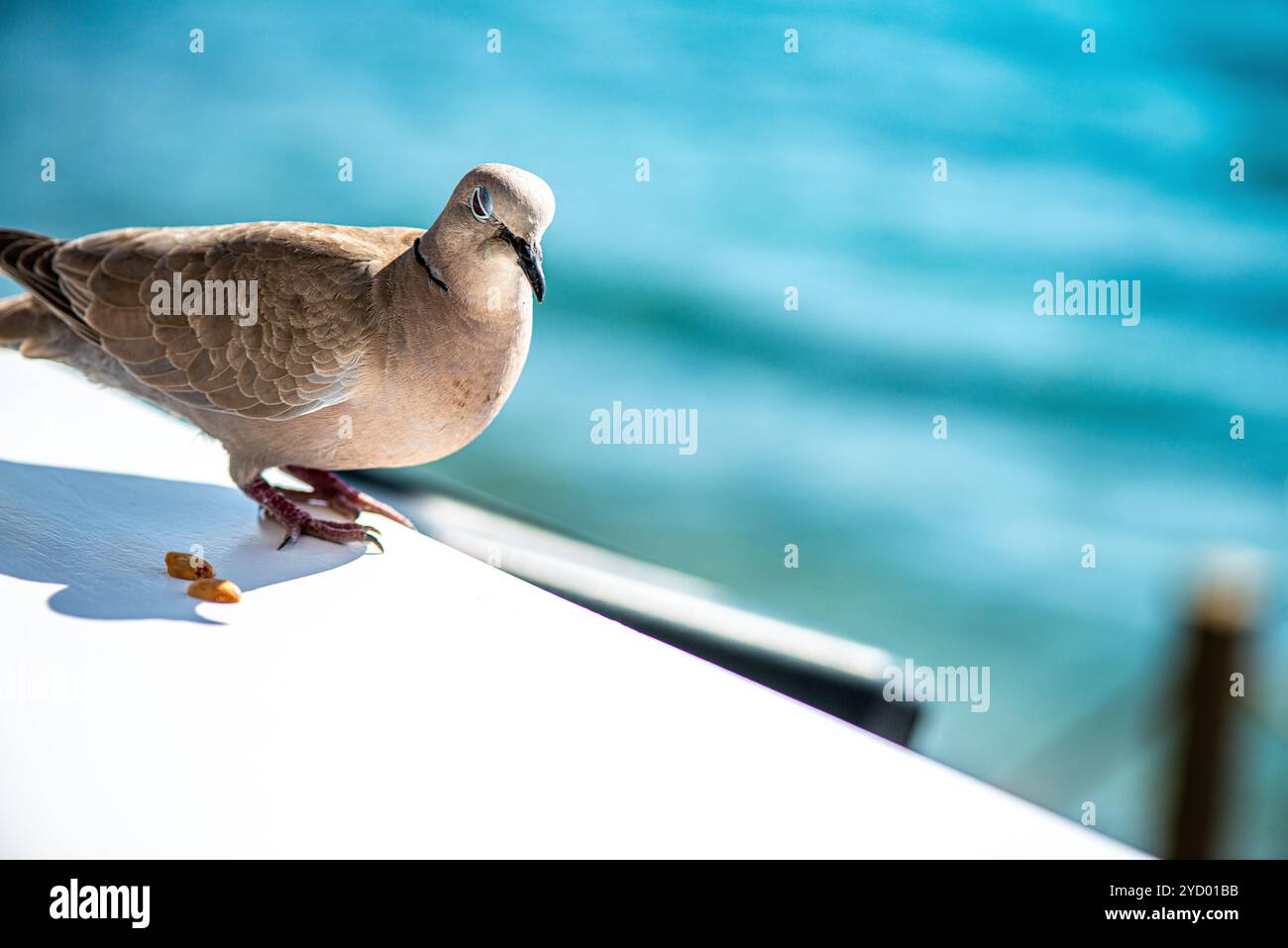 Un gros plan détaillé d'une colombe paisible avec une vue imprenable sur la mer en arrière-plan, capturant l'harmonie entre la nature et la beauté côtière. Banque D'Images