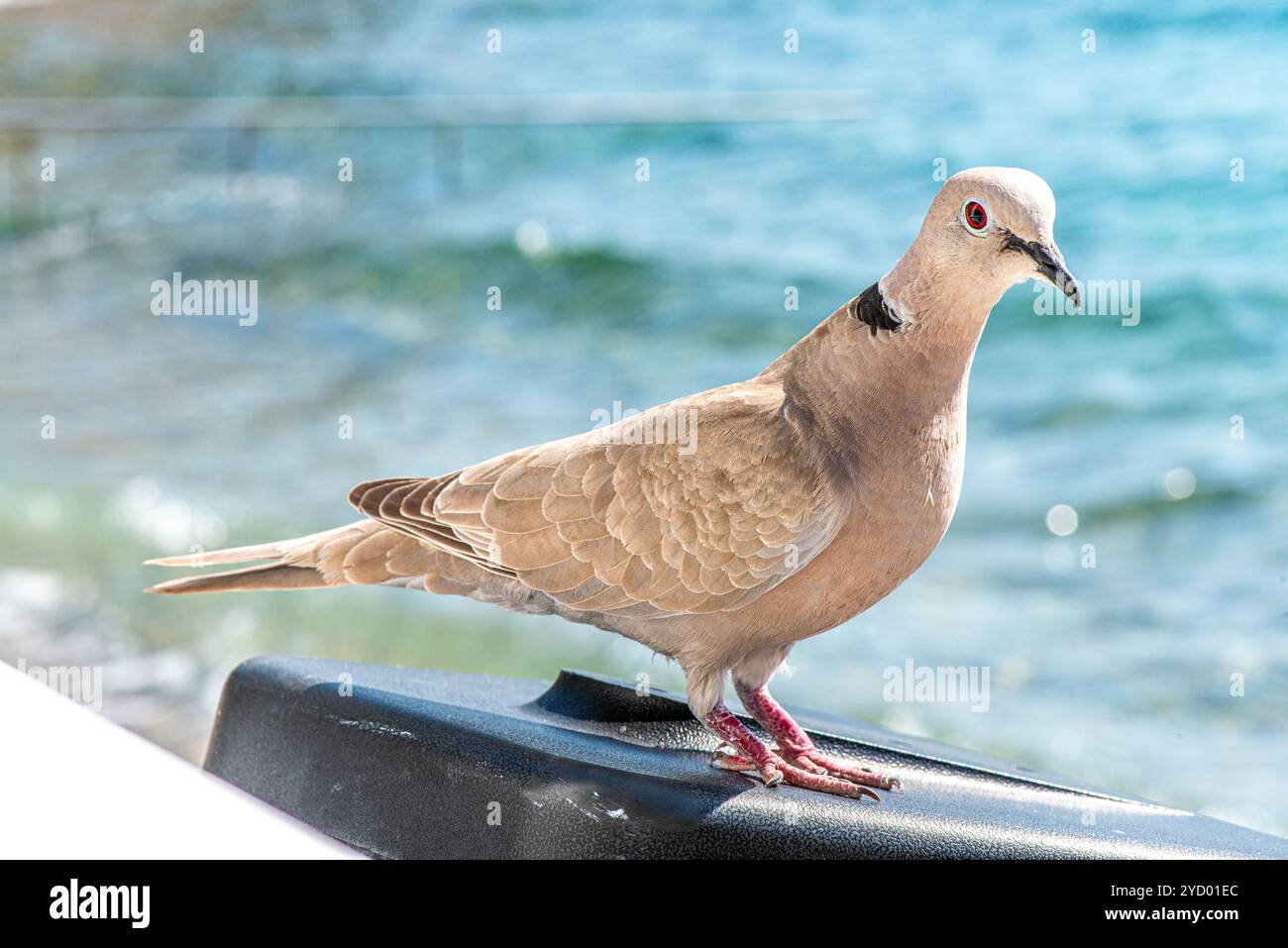 Un gros plan détaillé d'une colombe paisible avec une vue imprenable sur la mer en arrière-plan, capturant l'harmonie entre la nature et la beauté côtière. Banque D'Images