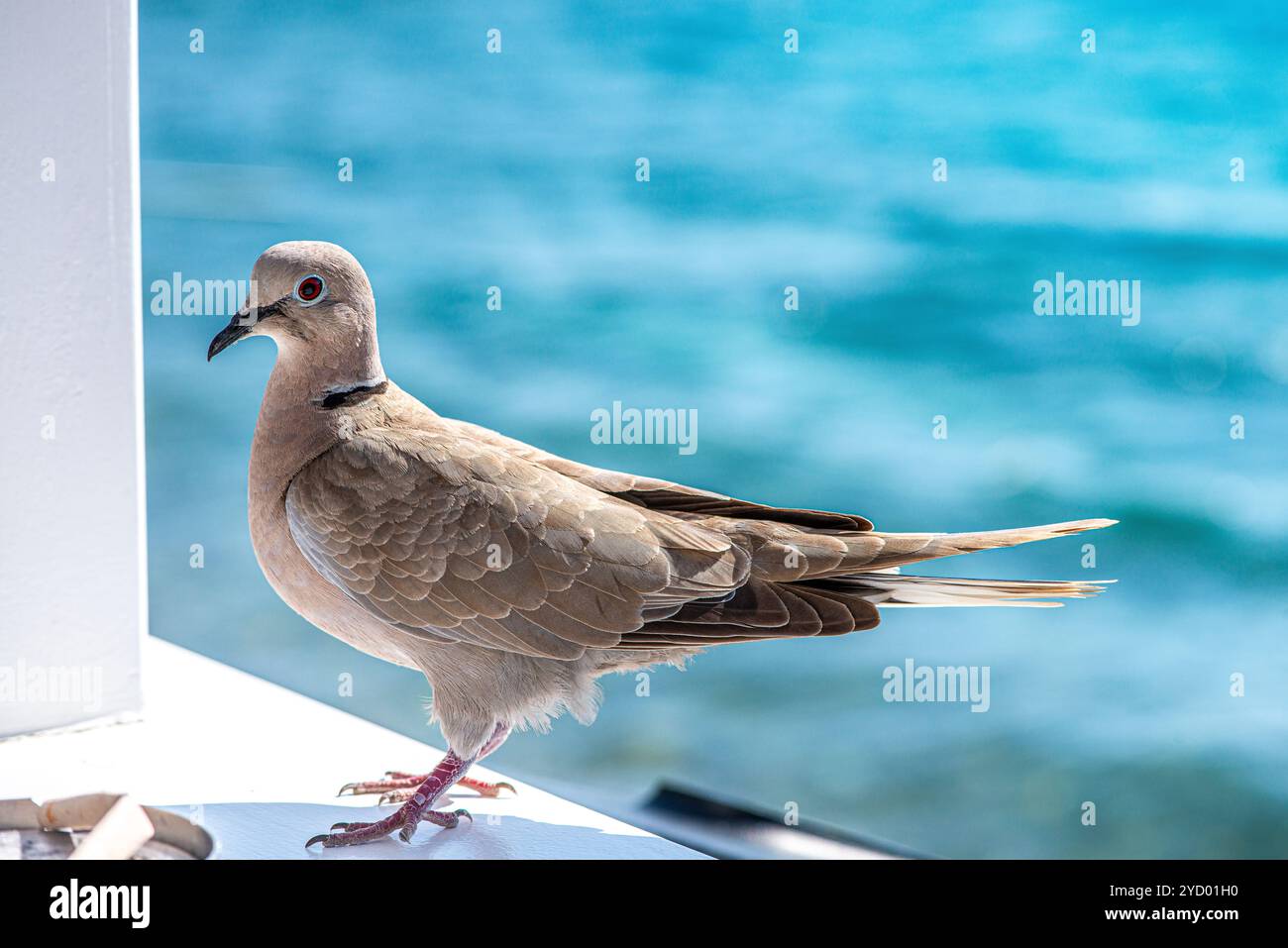 Un gros plan détaillé d'une colombe paisible avec une vue imprenable sur la mer en arrière-plan, capturant l'harmonie entre la nature et la beauté côtière. Banque D'Images