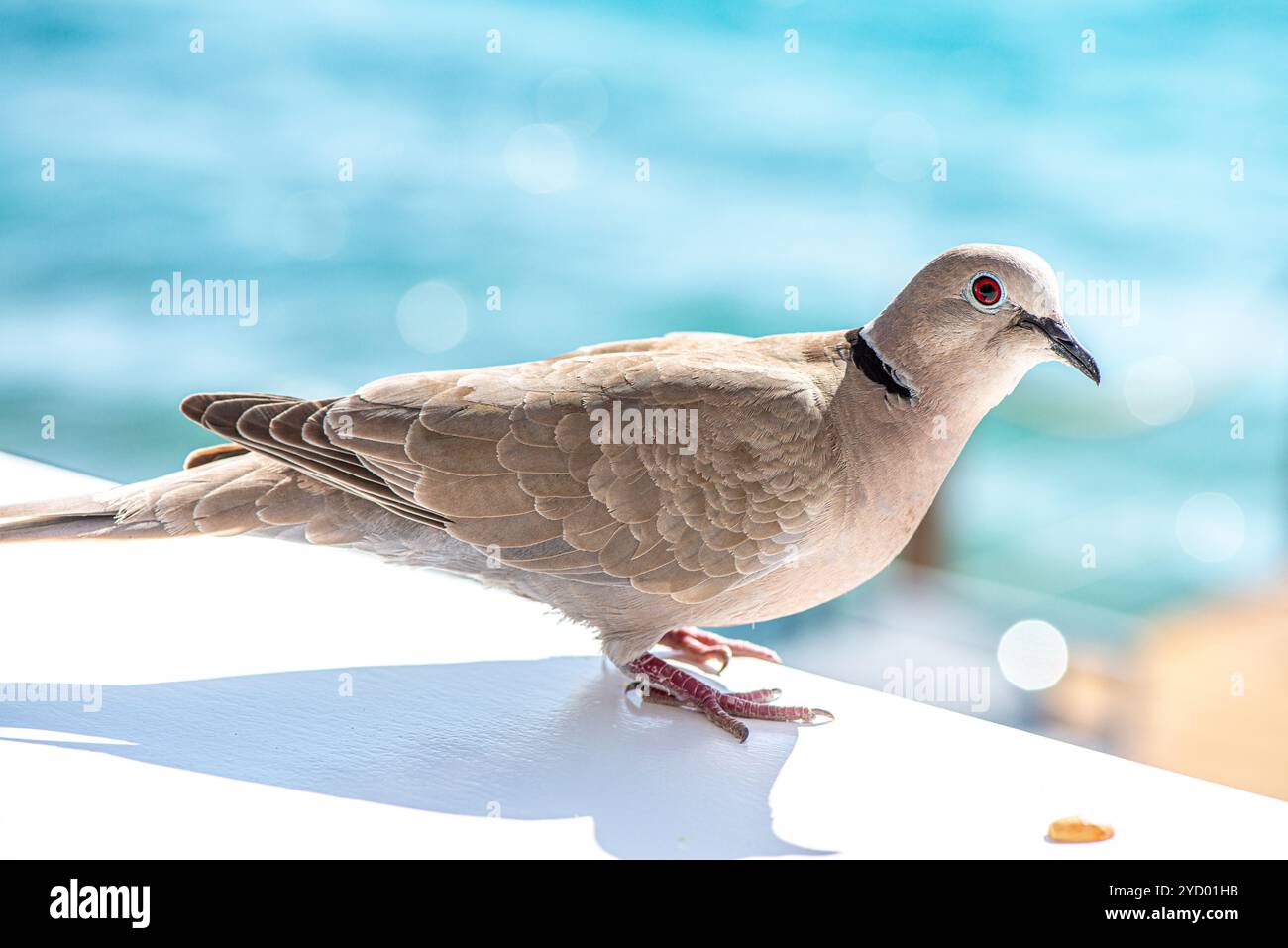 Un gros plan détaillé d'une colombe paisible avec une vue imprenable sur la mer en arrière-plan, capturant l'harmonie entre la nature et la beauté côtière. Banque D'Images