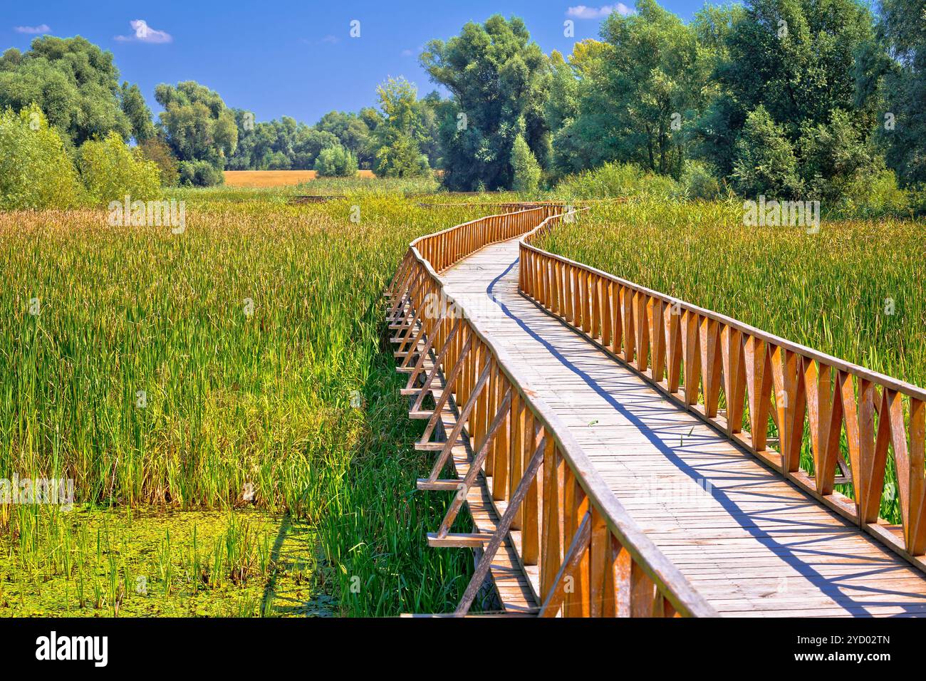 Kopacki rit Marshes parc naturel vue sur la promenade en bois Banque D'Images