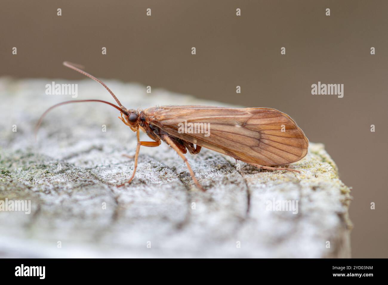 Anabolia nervosa cadette sur un poste de garde à Surrey, Angleterre, Royaume-Uni, au cours du mois d'octobre Banque D'Images