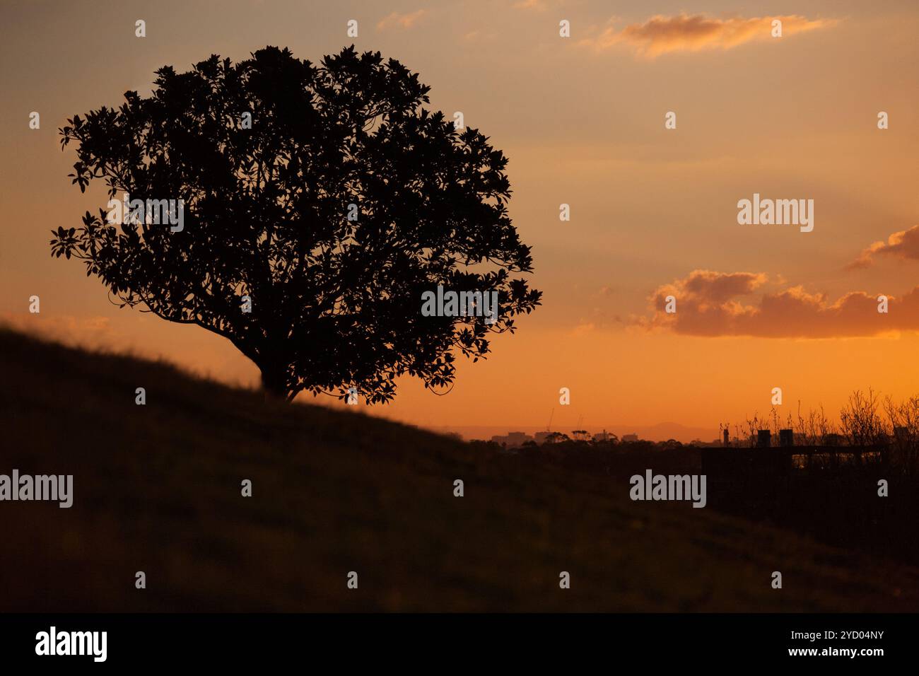 Coucher de soleil simple et arbre sur la colline à Observatory Hill Banque D'Images