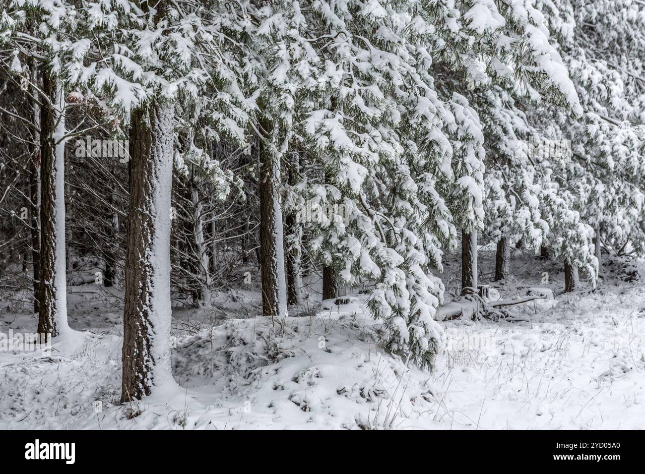 Les feuilles persistantes couvertes de neige fraîche tombent Banque D'Images