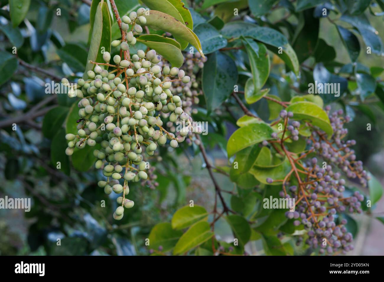 Fruit toxique de l'arbuste privet Ligustrum vulgare utilisé dans l'aménagement paysager des parcs urbains, Alcoy, Espagne Banque D'Images