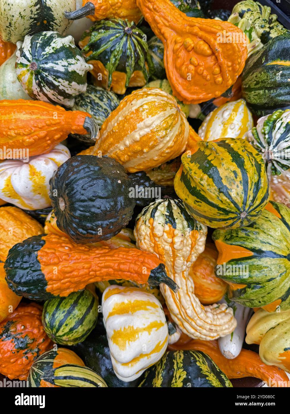 Gourdes colorées en automne autour de l'heure d'Halloween. Banque D'Images