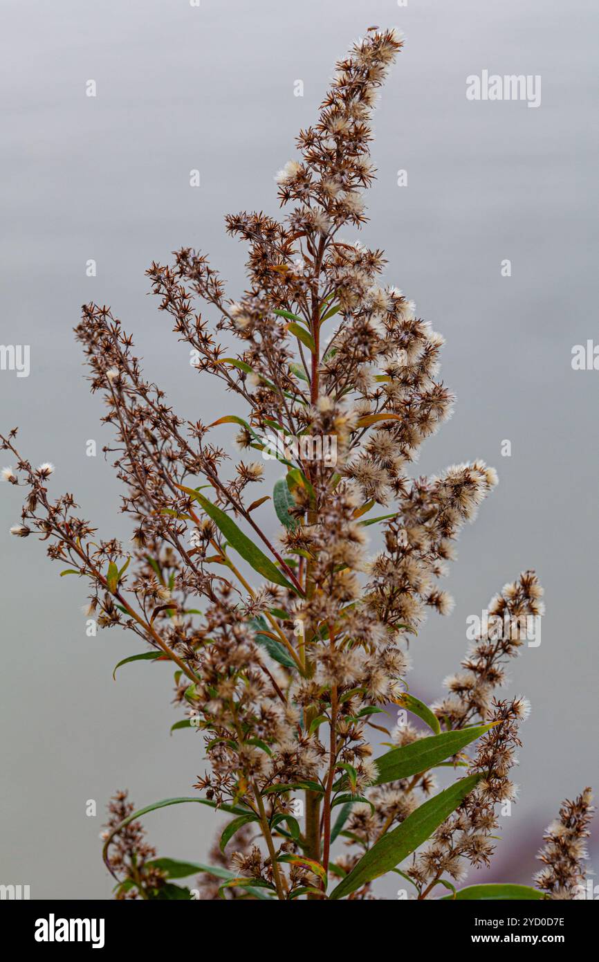 Image abstraite d'une tête de graine de mauvaise herbe en automne Banque D'Images