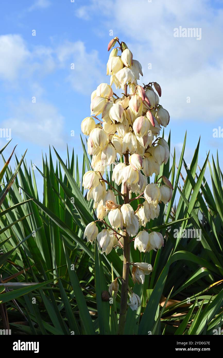Fleurs d'automne en forme de cloche blanche de Yucca gloriosa ou poignard espagnol Royaume-Uni octobre Banque D'Images
