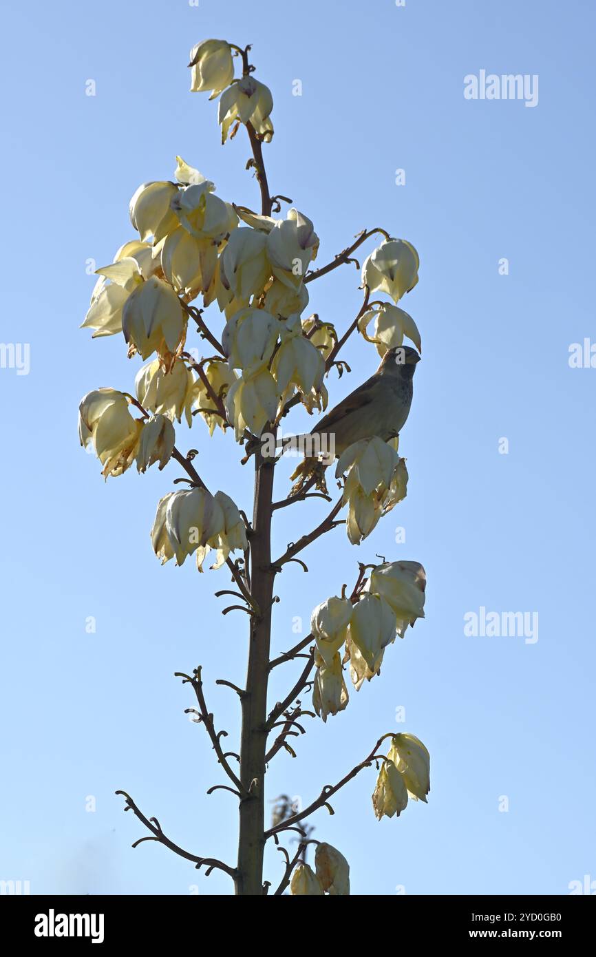 Moineau domestique mâle, passer domesticus, en forme de cloche blanche fleurs d'automne de Yucca gloriosa ou poignard espagnol UK octobre Banque D'Images
