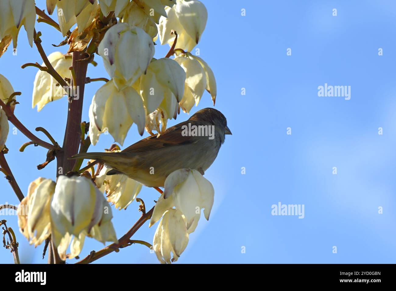 Moineau domestique mâle, passer domesticus, en forme de cloche blanche fleurs d'automne de Yucca gloriosa ou poignard espagnol UK octobre Banque D'Images