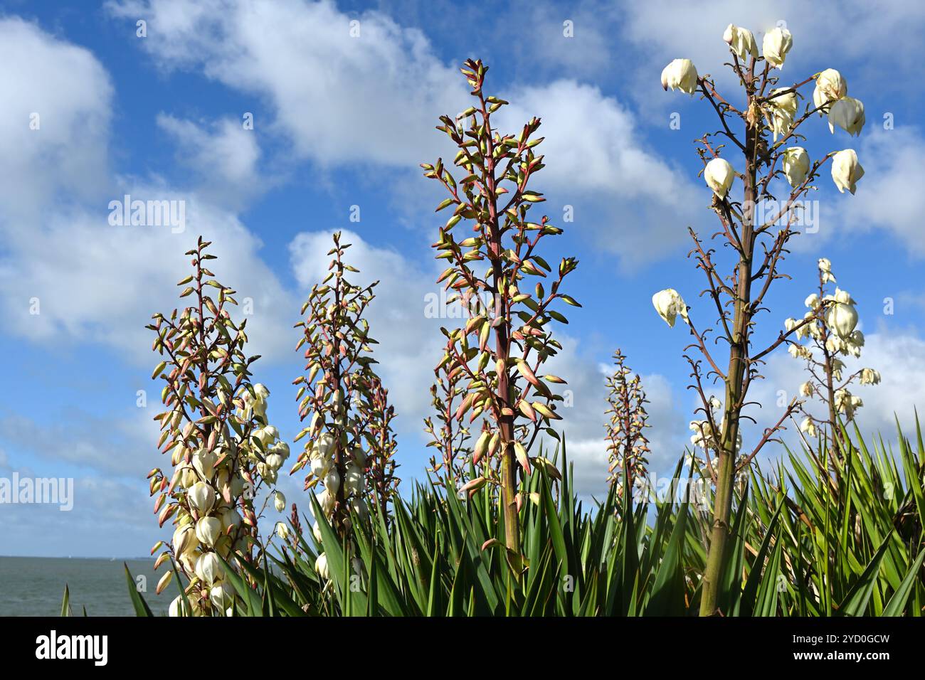 Fleurs d'automne en forme de cloche blanche de Yucca gloriosa ou poignard espagnol Royaume-Uni octobre Banque D'Images
