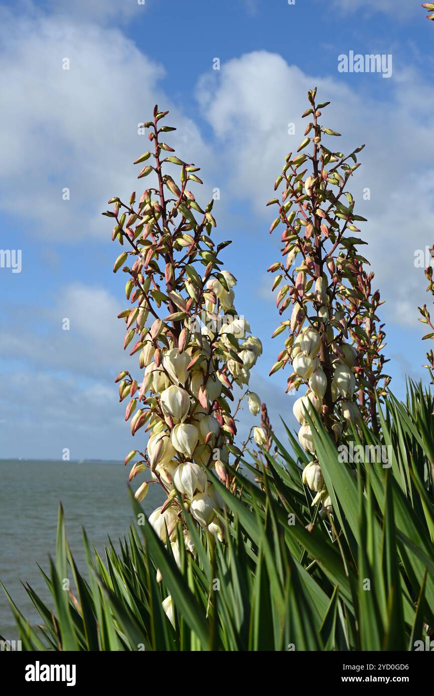 Fleurs d'automne en forme de cloche blanche de Yucca gloriosa ou poignard espagnol Royaume-Uni octobre Banque D'Images