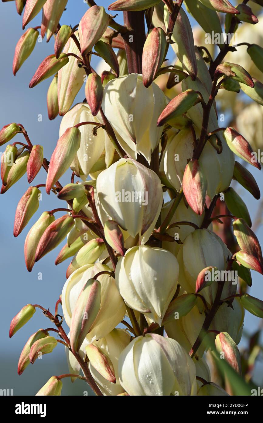 Fleurs d'automne en forme de cloche blanche de Yucca gloriosa ou poignard espagnol Royaume-Uni octobre Banque D'Images
