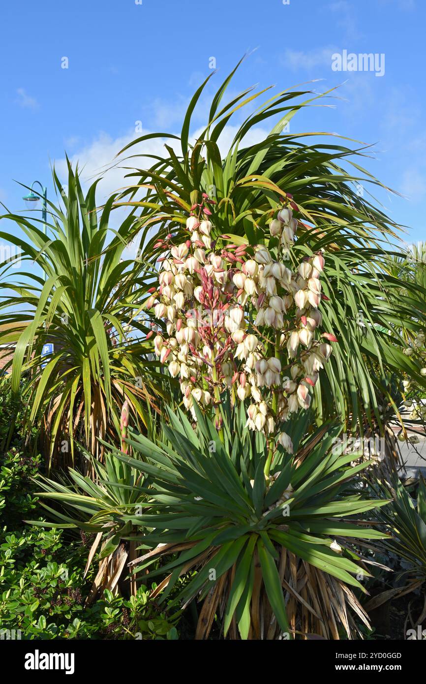 Fleurs d'automne en forme de cloche blanche de Yucca gloriosa ou poignard espagnol Royaume-Uni octobre Banque D'Images