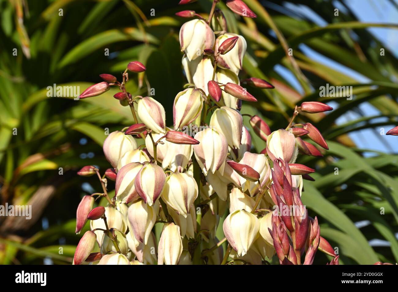 Fleurs d'automne en forme de cloche blanche de Yucca gloriosa ou poignard espagnol Royaume-Uni octobre Banque D'Images
