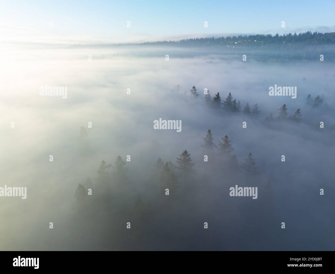 Tôt le matin, le brouillard dérive à travers la pittoresque vallée de Willamette, Oregon. Cette zone boisée se trouve juste au sud de la ville de Portland, dans le nord-ouest du Pacifique. Banque D'Images