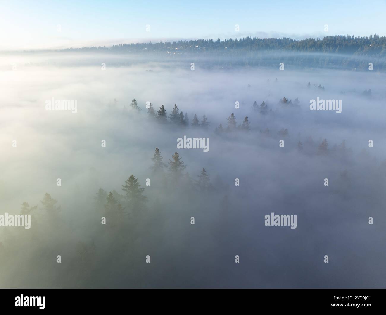 Tôt le matin, le brouillard dérive à travers la pittoresque vallée de Willamette, Oregon. Cette zone boisée se trouve juste au sud de la ville de Portland, dans le nord-ouest du Pacifique. Banque D'Images