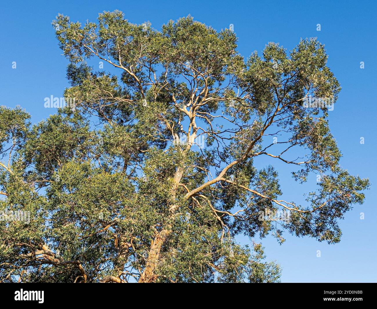 Le soleil brille sur un arbre d'eucalyptus posé contre un ciel bleu clair à Leuchars, Fifem Écosse Royaume-Uni Banque D'Images