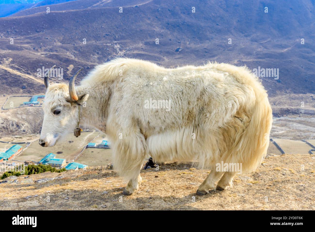 Animal de yak dans les montagnes de l'Himalaya à haute altitude près d'un petit village de montagne sur un terrain de montagne rocheux. Gros animal au Népal Banque D'Images