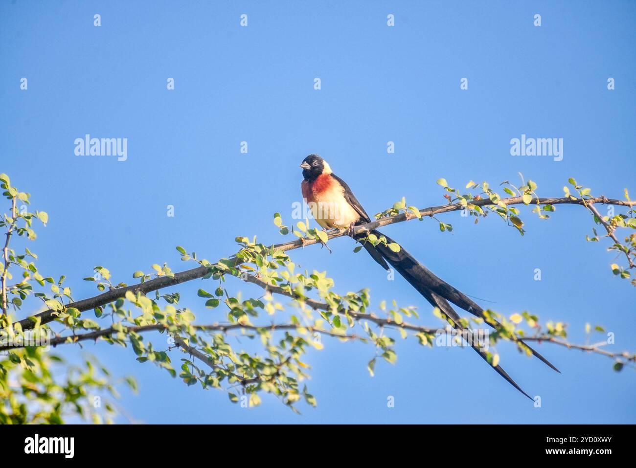 Eastern Paradise Whydah ( Vidua pradisaea ) - Amudat - Karamoja, Ouganda Banque D'Images