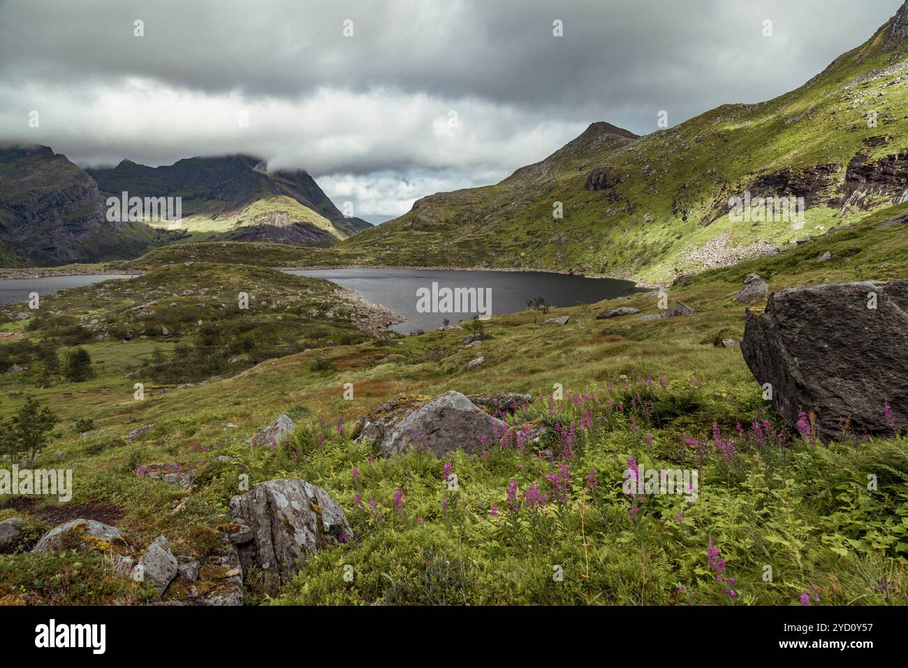 Les randonneurs traversent le magnifique terrain des îles Lofoten, dans le Nordland, où la végétation luxuriante et les fleurs vibrantes complètent les lacs et les montagnes sereines U. Banque D'Images