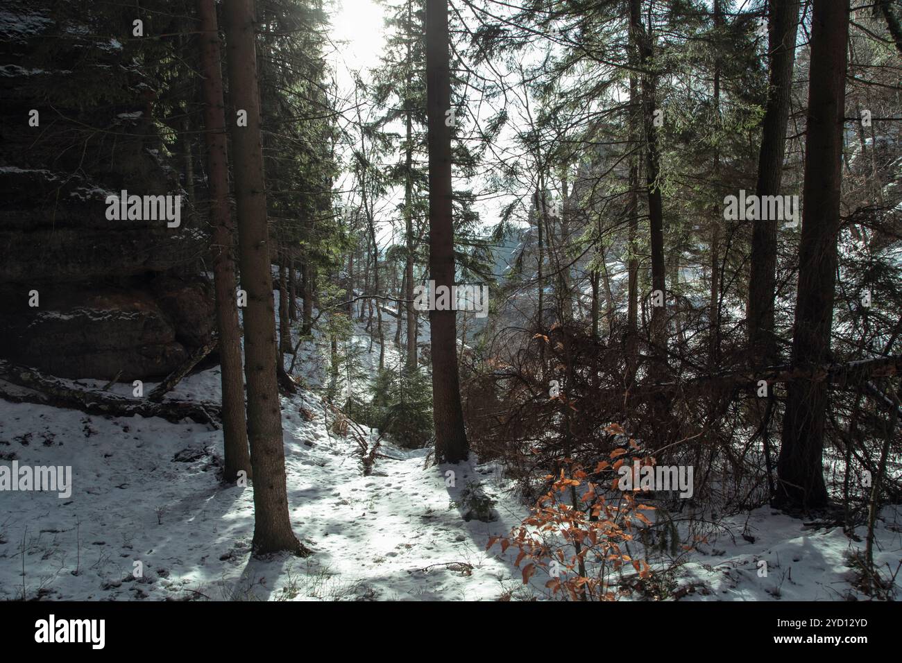 Au milieu d'une atmosphère hivernale tranquille, des arbres givrés et un chemin ensoleillé mènent à travers un bosquet de conifères dans un parc national allemand, invitant à l'exploration A. Banque D'Images